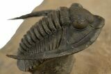 Spiny Walliserops Trilobite With Diademaproetus - Foum Zguid #312368-6